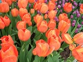 Keukenhof